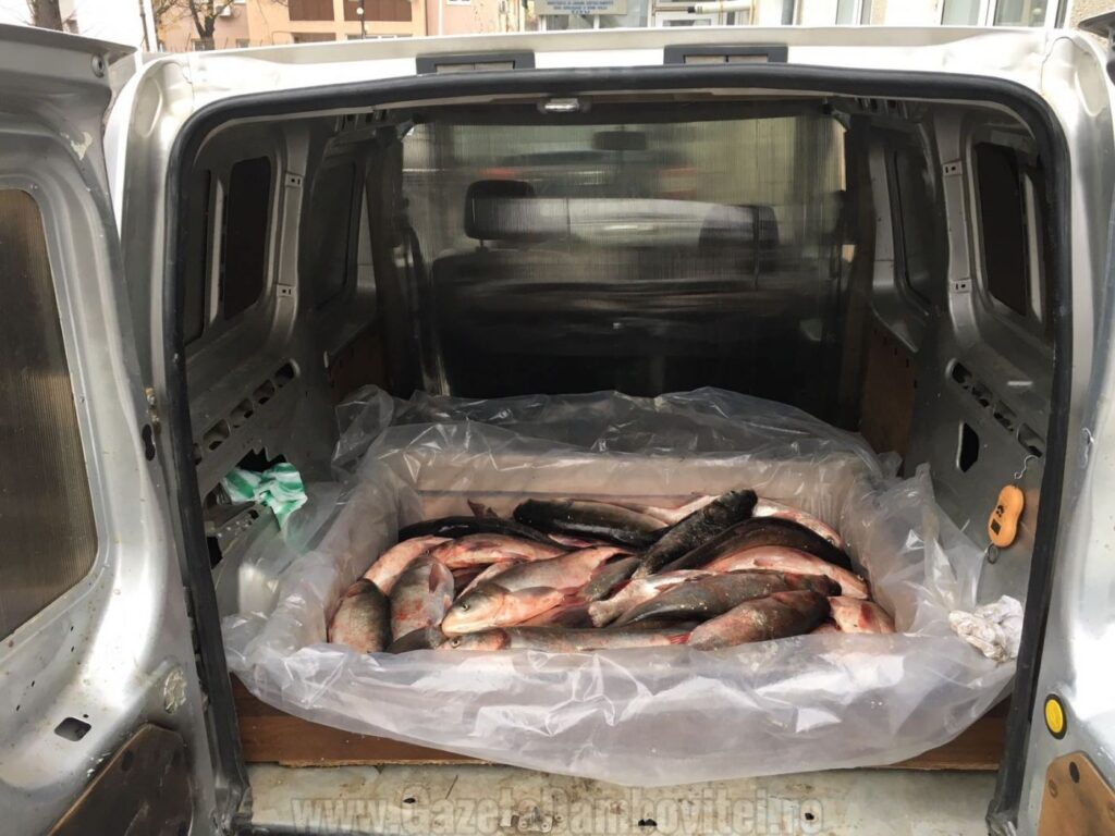 270 de kg de pește transportate în condiții improprii! Transportatorul a fost amendat iar „captura” neutralizată!